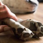 狗狗彌留狀態